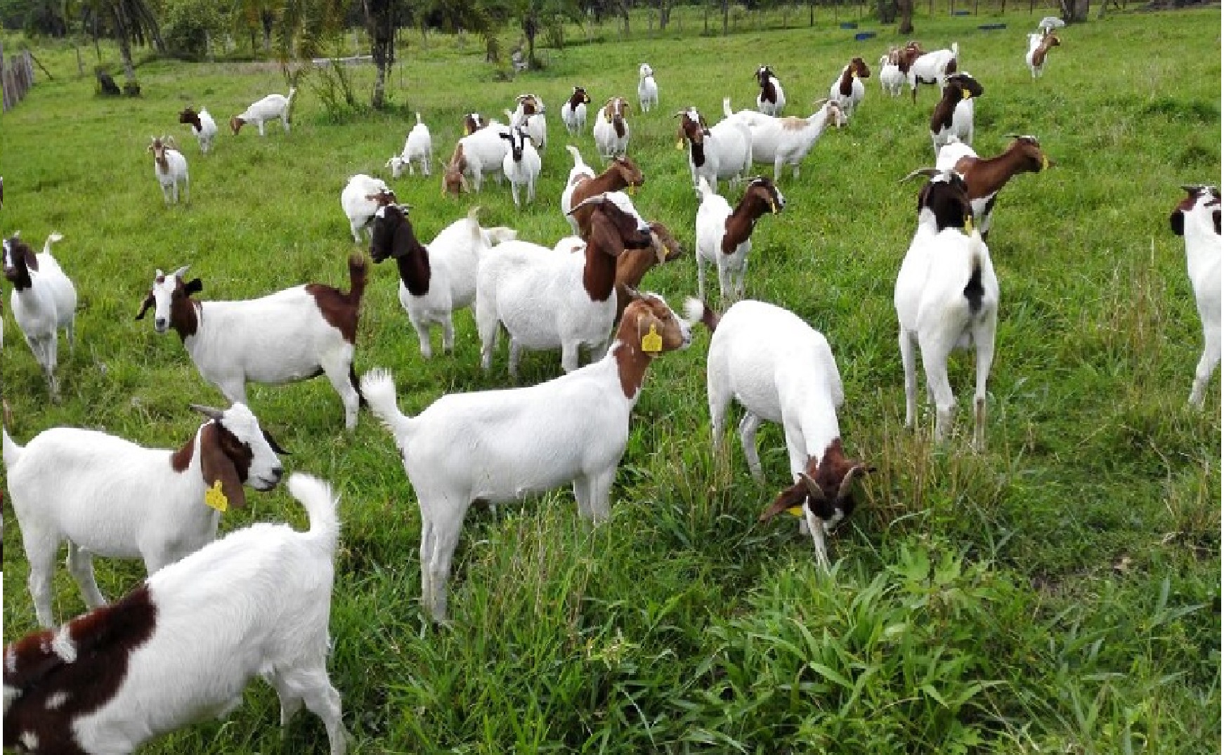 Chaugarkha Goat