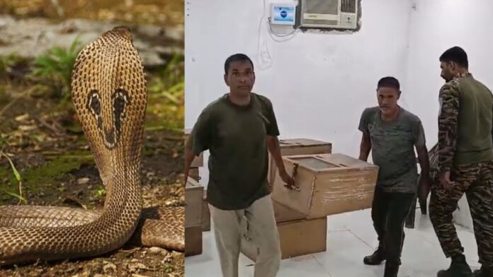 Illegal Snake Venom Trade and Smuggling Network Busted in haridwar