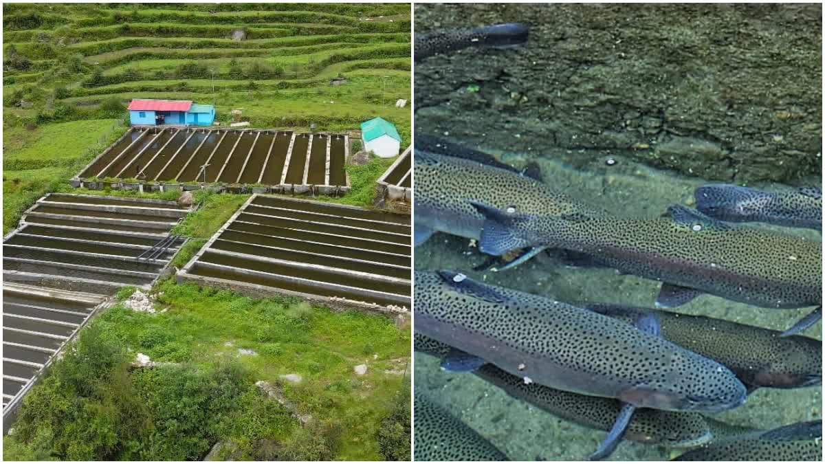 Trout Farming Changing Lives in Chamoli’s villages