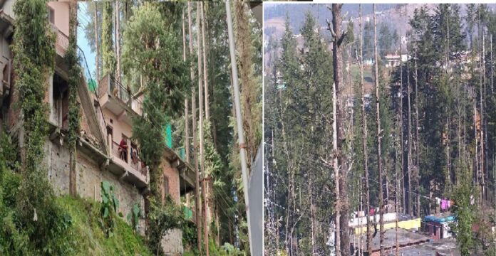 Crisis Looms Over Lohaghat's Iconic Deodar Trees