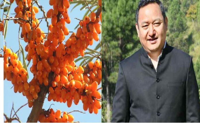 Sea Buckthorn to Strengthen Mountain Economy: Dheeraj Garbyal