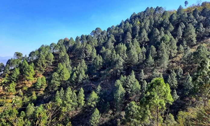 Public Involvement Planned for Developing New Mixed Forests