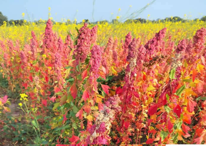 Quinoa Emerges as a Game-Changer for Hill Agriculture